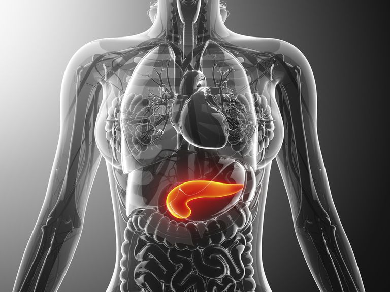 pancreas-56996a345f9b58eba49fe497